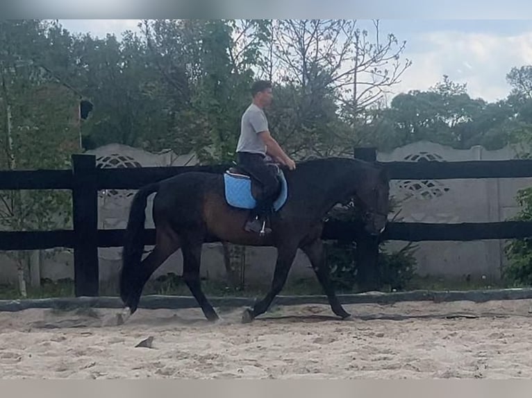 Polish Halfbred Mare 9 years 16.2 hh Bay-Dark in Gorlitz