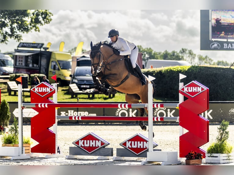 Polish Halfbred Mare 9 years 16.3 hh  in Nowielice