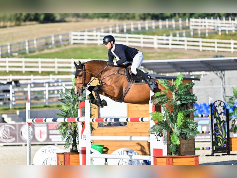 Polish Halfbred Mare 9 years 16.3 hh  in Nowielice