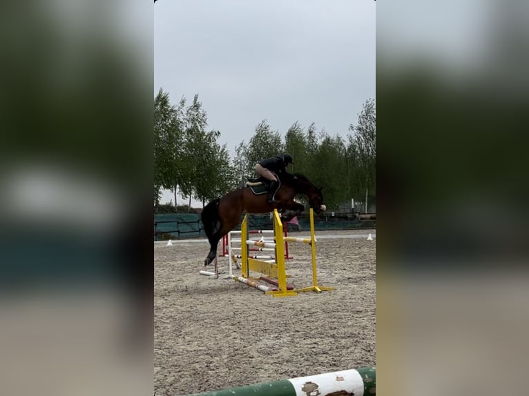 Polish Halfbred Mare 9 years 16 hh Bay in Brzezinka