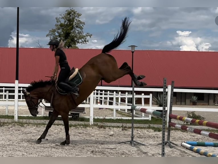 Polish Halfbred Mare 9 years 16 hh Bay in Brzezinka