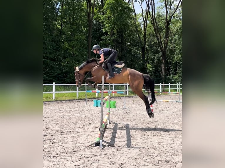 Polish Halfbred Mare 9 years 16 hh Bay in Brzezinka