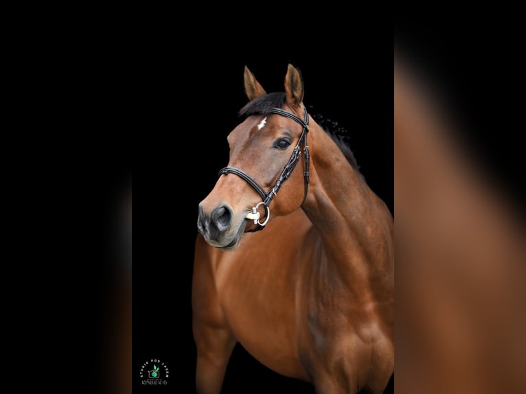 Polish Halfbred Mare 9 years 16 hh Bay in Brzezinka