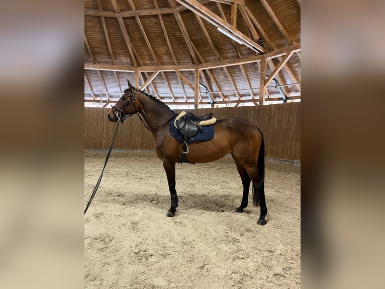 Polish Halfbred Mare 9 years 16 hh Bay in Brzezinka