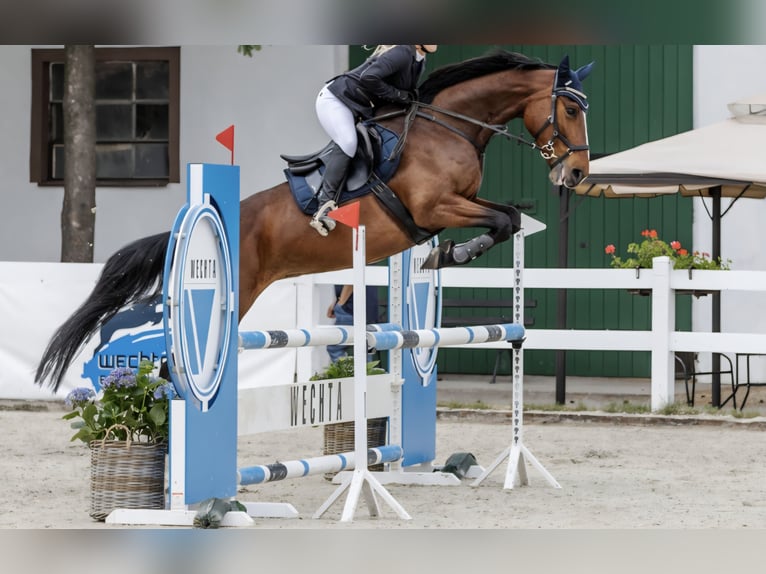 Polish Halfbred Mare 9 years 16 hh Bay in Wągrowiec