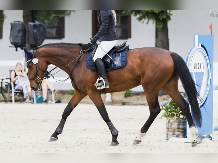 Polish Halfbred Mare 9 years 16 hh Bay in Wągrowiec