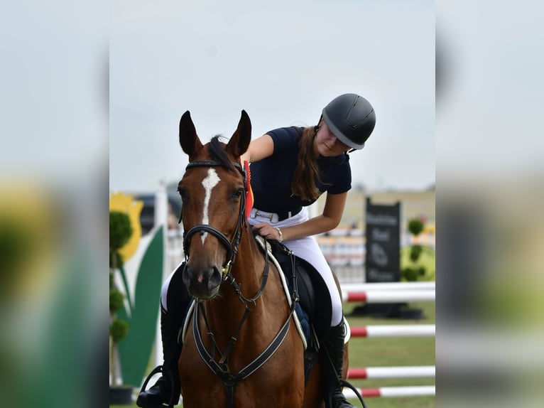 Polish Halfbred Mare 9 years 16 hh Bay in Wągrowiec