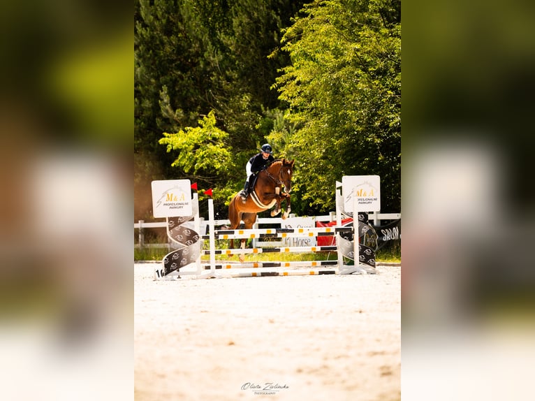 Polish Halfbred Mare 9 years 16,1 hh Chestnut-Red in Wolomin