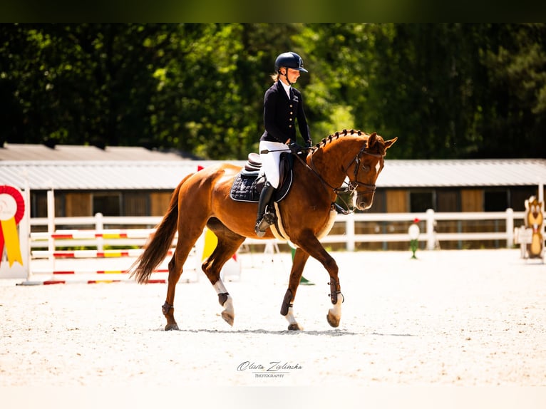 Polish Halfbred Mare 9 years 16,1 hh Chestnut-Red in Wolomin