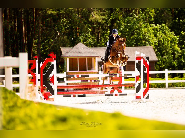 Polish Halfbred Mare 9 years 16,1 hh Chestnut-Red in Wolomin
