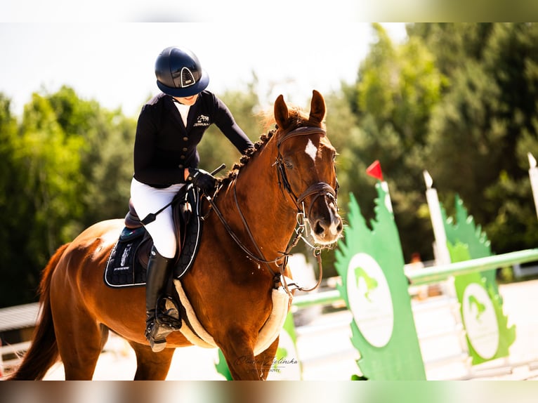 Polish Halfbred Mare 9 years 16,1 hh Chestnut-Red in Wolomin