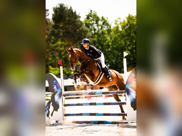 Polish Halfbred Mare 9 years 16,1 hh Chestnut-Red in Wolomin