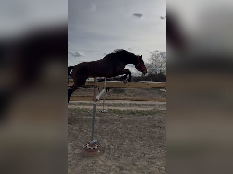 Polish Halfbred Mare 9 years 16,2 hh Brown in Lipinki