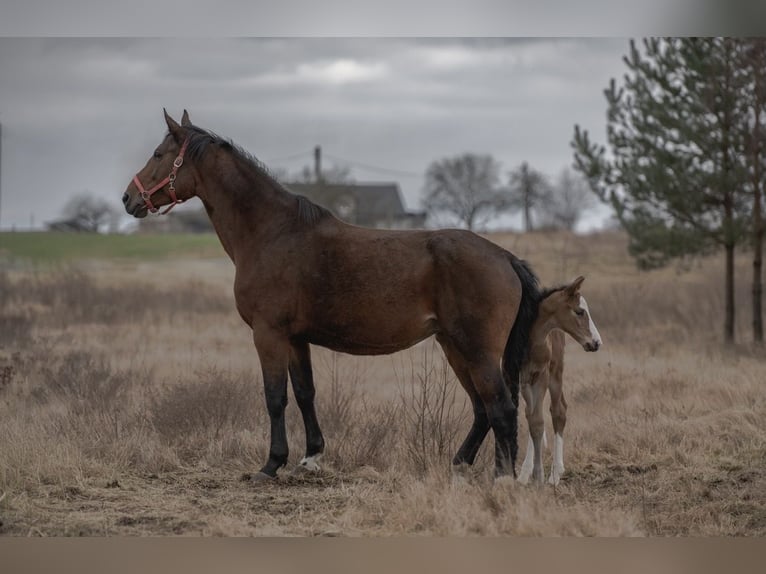 Polish Halfbred Mare 9 years 16,2 hh Brown in Lipinki