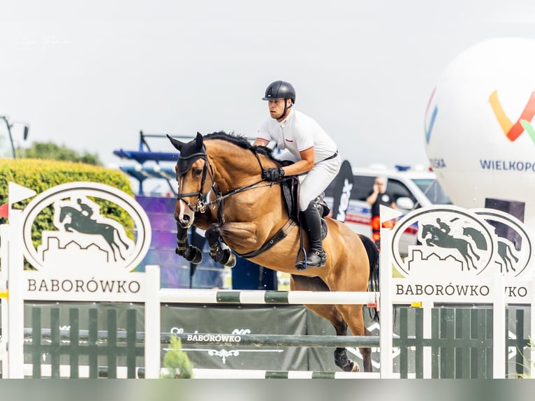 Polish Halfbred Mare 9 years 16,3 hh  in Nowielice