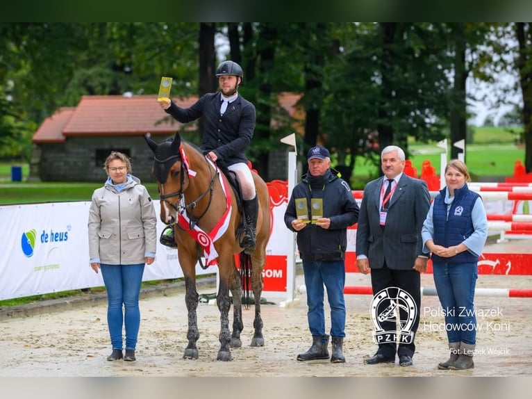 Polish Halfbred Mare 9 years 16,3 hh  in Nowielice