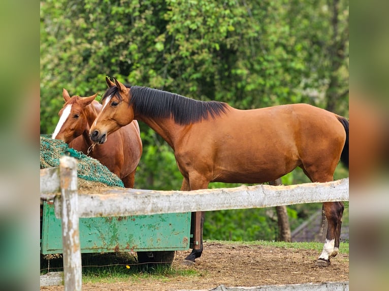 Polish Halfbred Mare 9 years Brown in Rekownica