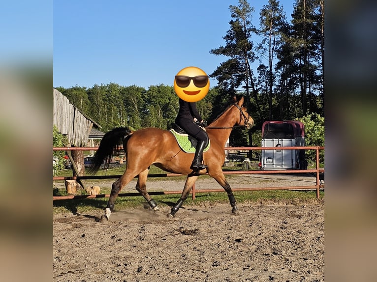 Polish Halfbred Mare 9 years Brown in Rekownica