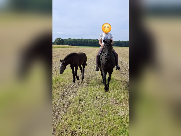 Polish Halfbred Mare Foal (03/2026) 15.2 hh Can be white in Borken