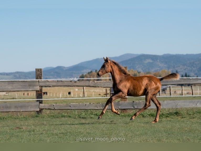 Polish Halfbred Mare Foal (06/2024) 16,1 hh Chestnut-Red in Rabka-Zdrój