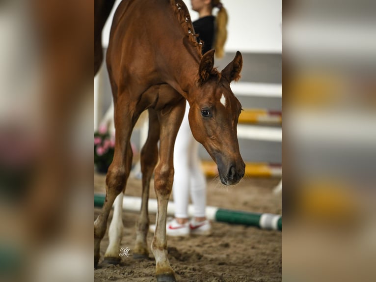 Polish Halfbred Mare Foal (05/2024) 16,2 hh Chestnut-Red in Warszowice