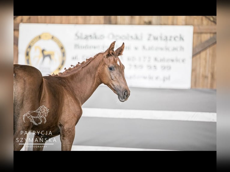 Polish Halfbred Mare  16,2 hh Chestnut-Red in Warszowice