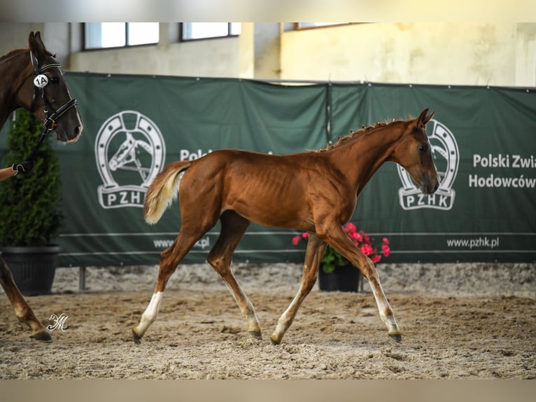 Polish Halfbred Mare Foal (05/2024) 16,2 hh Chestnut-Red in Warszowice