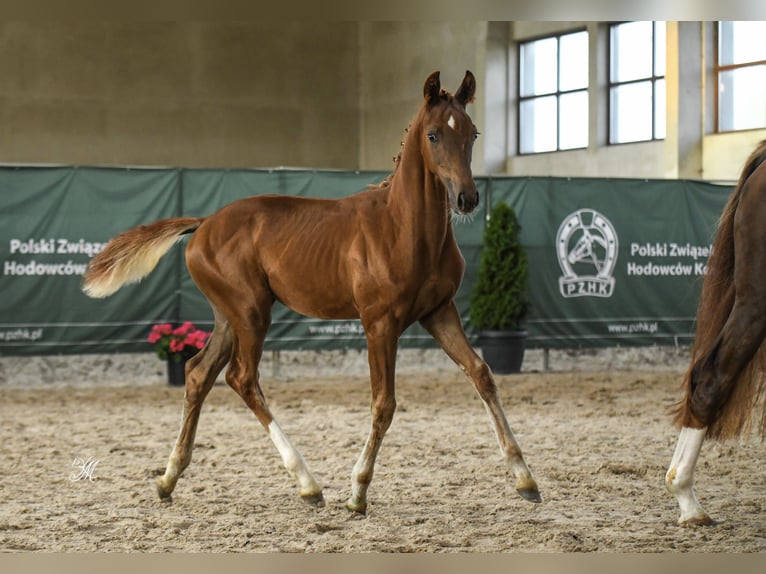 Polish Halfbred Mare Foal (05/2024) 16,2 hh Chestnut-Red in Warszowice