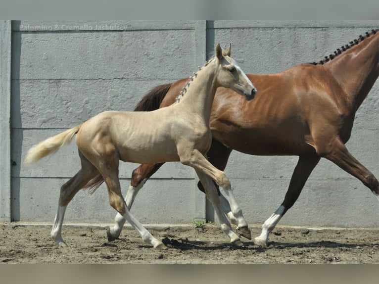 Polish Halfbred Mare Foal (03/2024) 16,2 hh Palomino in Kamieniec Wrocławski