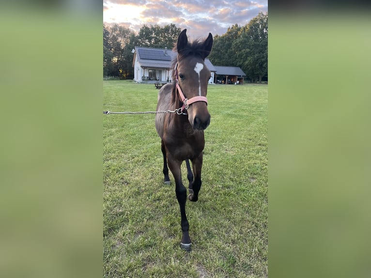 Polish Halfbred Mare Foal (03/2025) 16 hh Bay-Dark in &#x15A;widnica Lubuskie