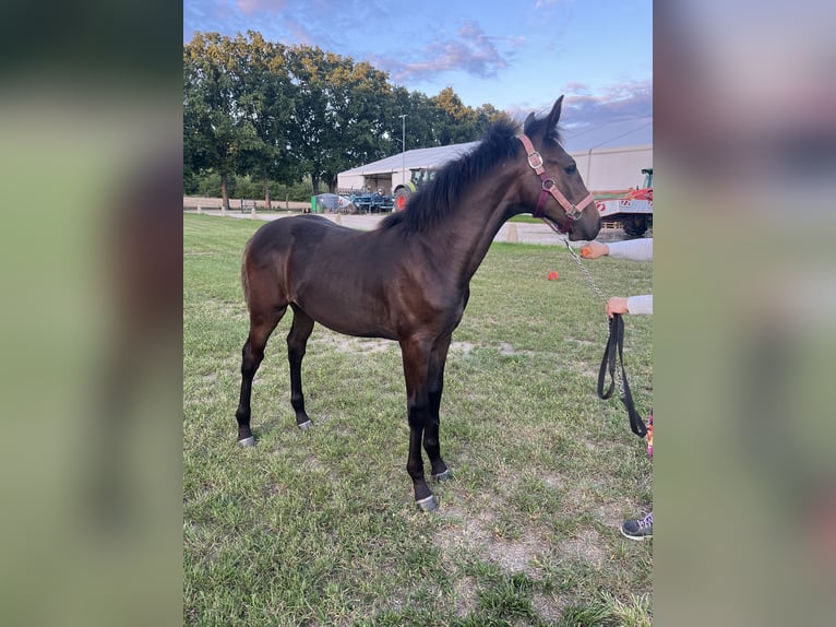 Polish Halfbred Mare Foal (03/2025) 16 hh Bay-Dark in &#x15A;widnica Lubuskie