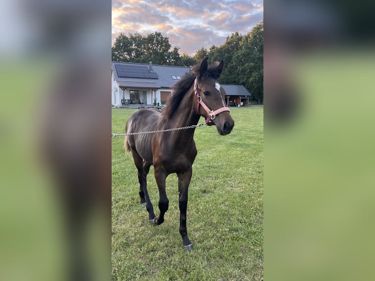 Polish Halfbred Mare Foal (03/2025) 16 hh Bay-Dark in &#x15A;widnica Lubuskie