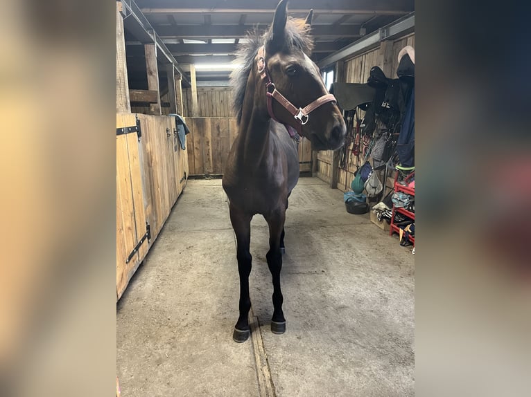 Polish Halfbred Mare Foal (03/2025) 16 hh Bay-Dark in &#x15A;widnica Lubuskie
