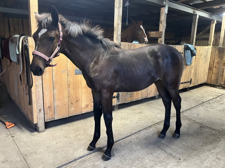 Polish Halfbred Mare Foal (03/2025) 16 hh Bay-Dark in &#x15A;widnica Lubuskie