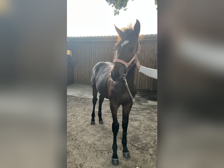 Polish Halfbred Mare Foal (03/2025) 16 hh Bay-Dark in &#x15A;widnica Lubuskie