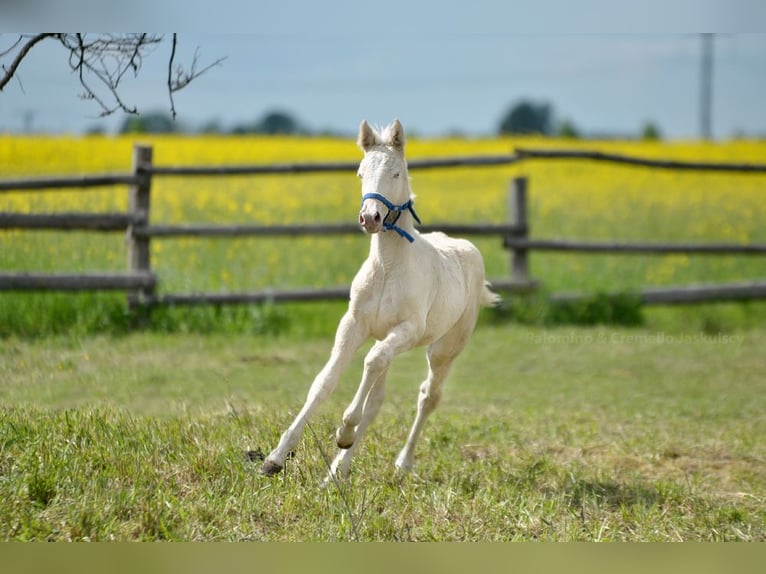 Polish Halfbred Mare  16 hh Cremello in Piecowice