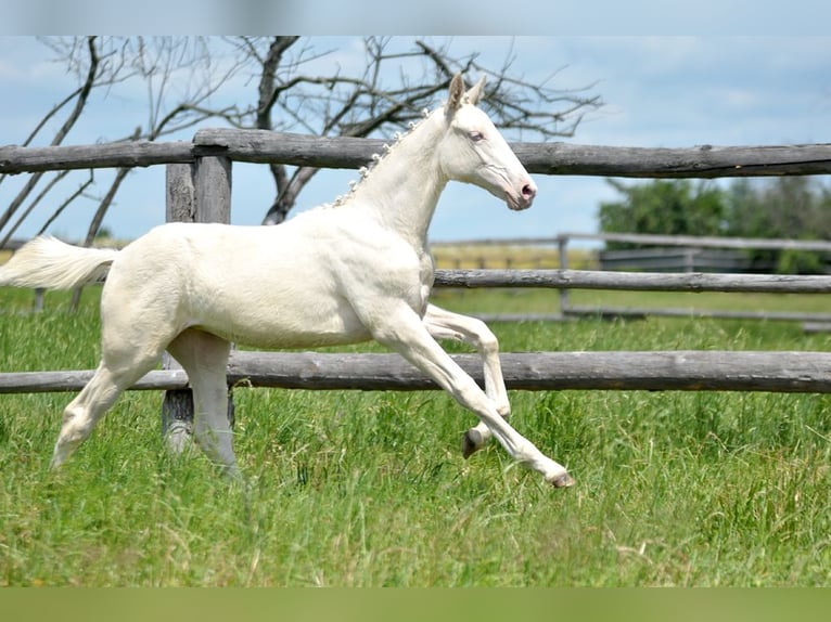 Polish Halfbred Mare  16 hh Cremello in Piecowice