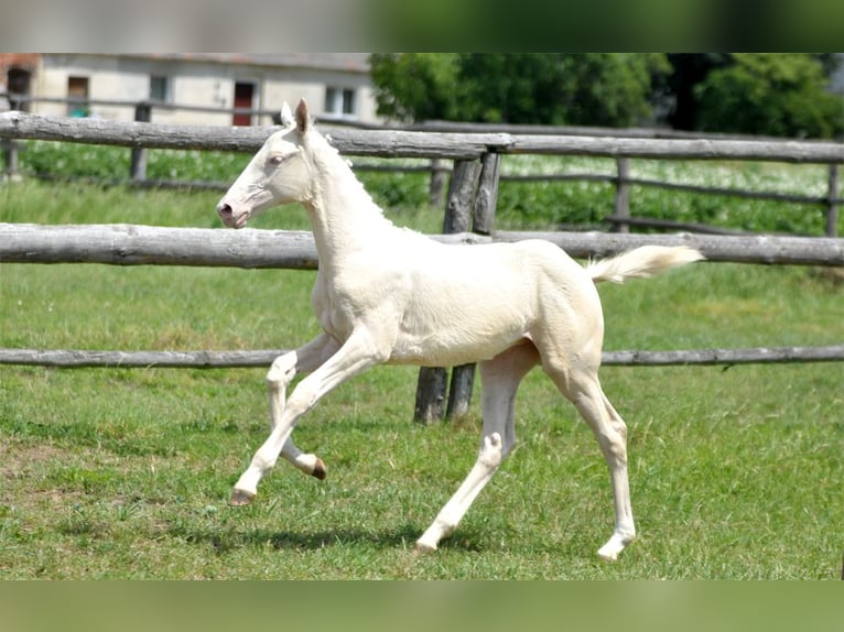 Polish Halfbred Mare  16 hh Cremello in Piecowice