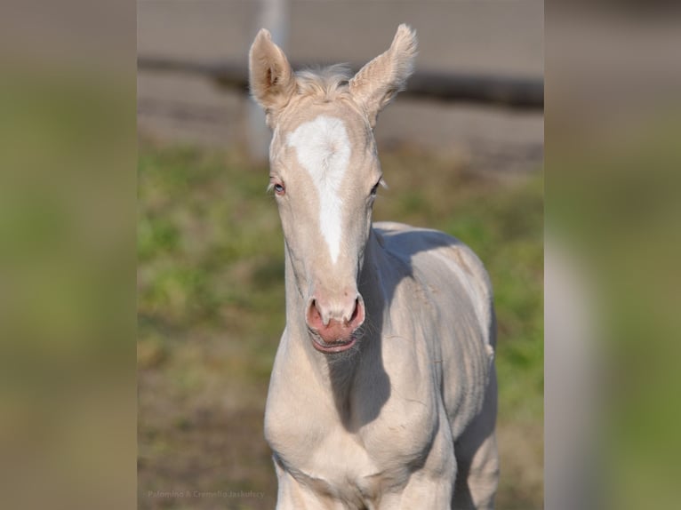 Polish Halfbred Mare  16 hh Cremello in Piecowice