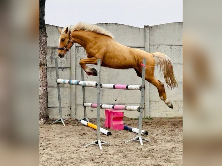 Polish Halfbred Mare  16 hh Cremello in Piecowice