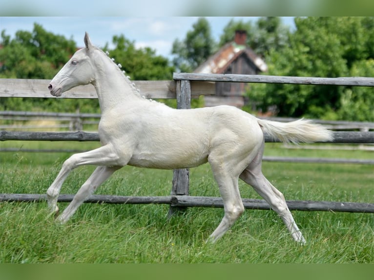 Polish Halfbred Mare  16 hh Cremello in Piecowice