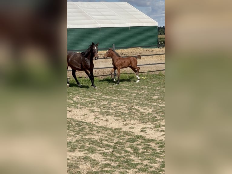 Polish Halfbred Mare Foal (05/2025) 16,1 hh Brown in Nied&#x17A;wied&#x17A;