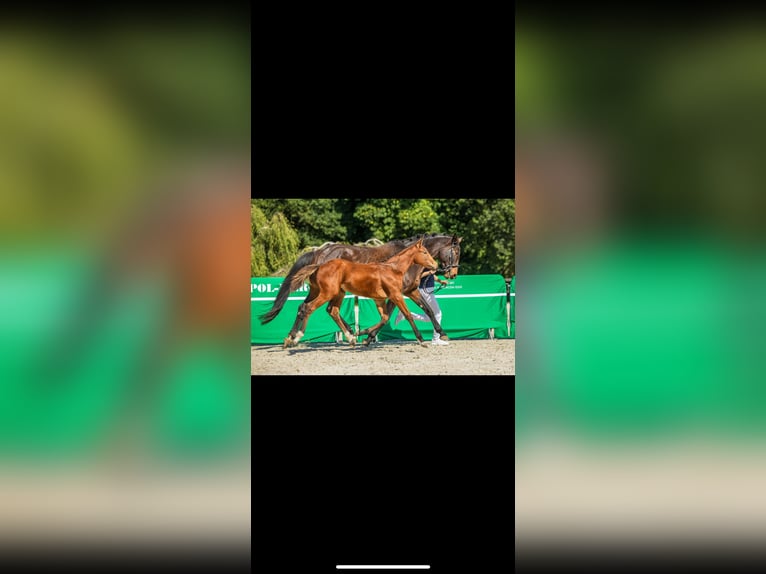 Polish Halfbred Mare Foal (05/2025) 16,1 hh Brown in Nied&#x17A;wied&#x17A;