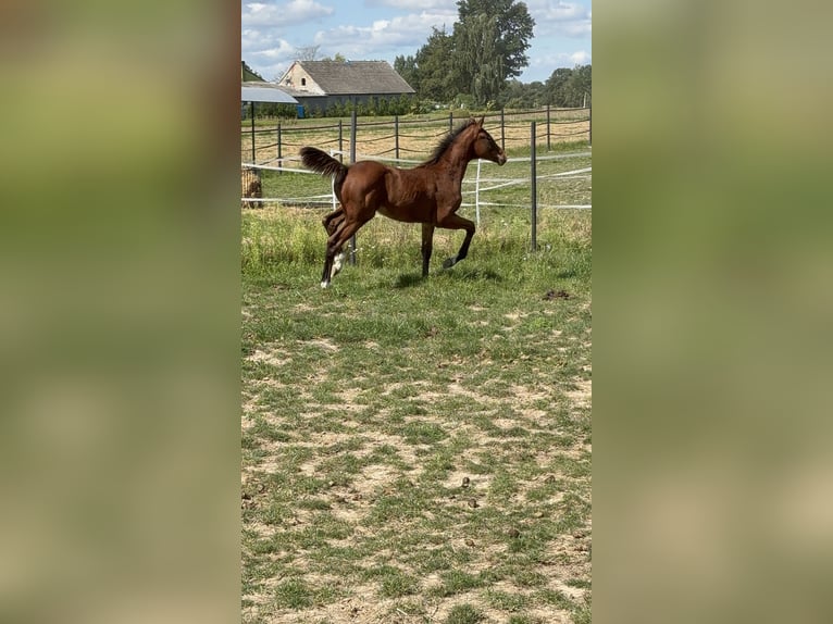 Polish Halfbred Mare Foal (05/2025) 16,1 hh Brown in Nied&#x17A;wied&#x17A;