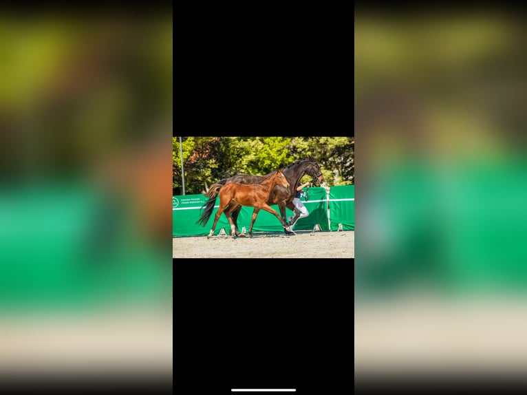 Polish Halfbred Mare Foal (05/2025) 16,1 hh Brown in Nied&#x17A;wied&#x17A;