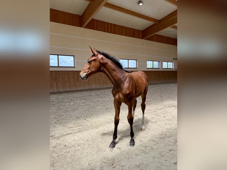 Polish Halfbred Mare Foal (03/2024) Bay in Borycz