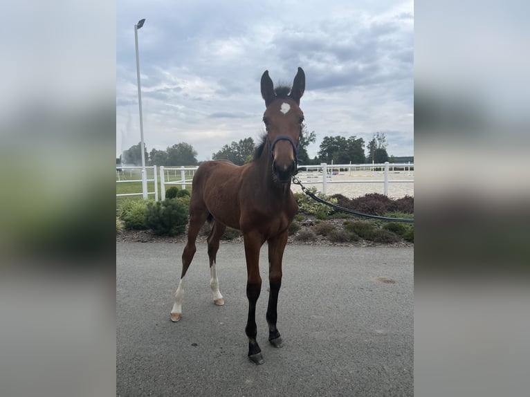 Polish Halfbred Mare Foal (03/2024) Bay in Borycz