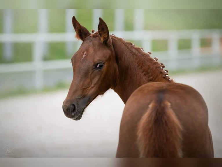 Polish Halfbred Mare Foal (04/2024) Chestnut in Gorzów Wielkopolski