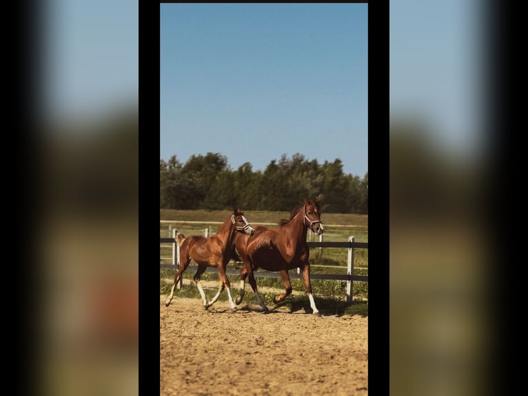 Polish Halfbred Mare Foal (04/2024) Chestnut-Red in Płock