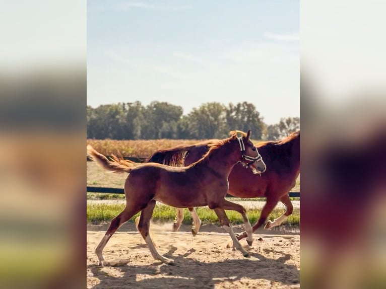 Polish Halfbred Mare Foal (04/2024) Chestnut-Red in Płock